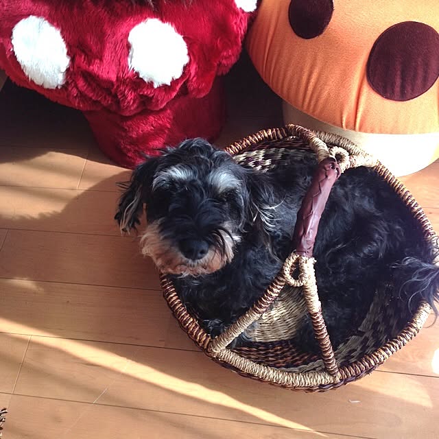 mojyaさんの実例写真