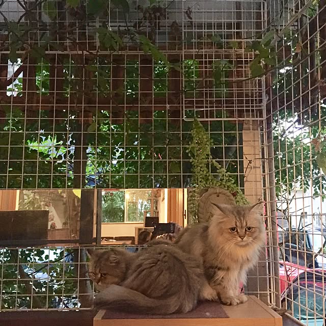 butachanさんの実例写真