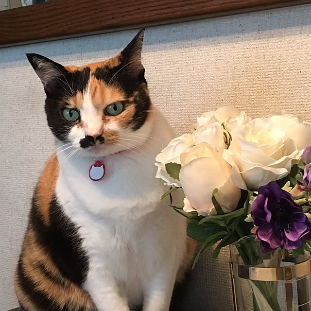 nonさんの実例写真