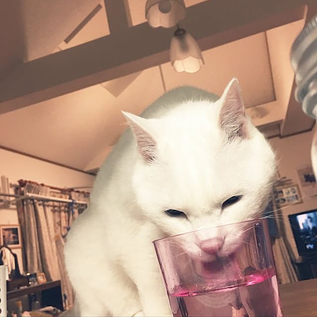 tekokaasanさんの実例写真