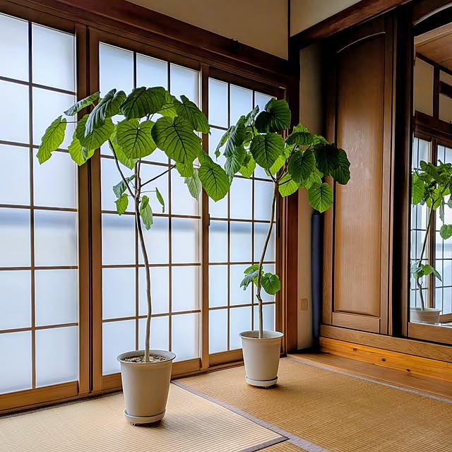 Renさんのお部屋の写真