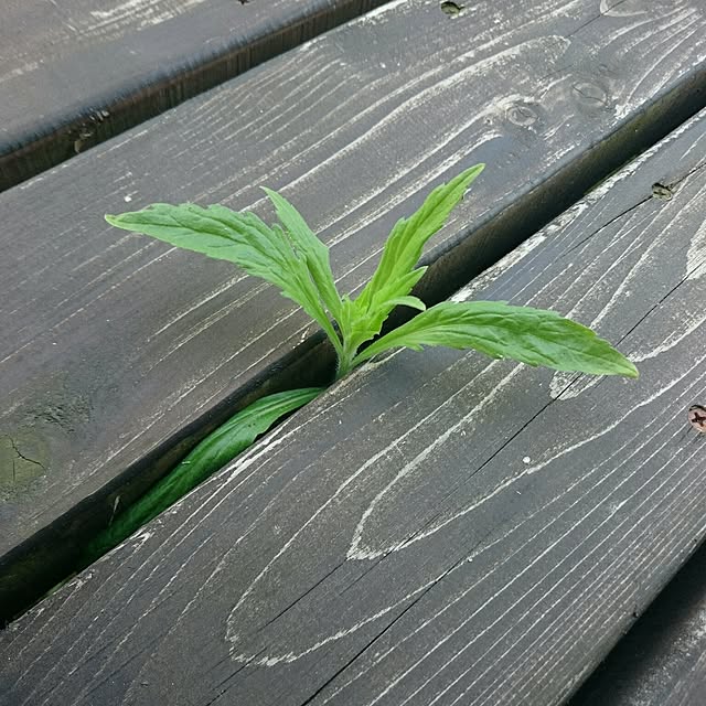 monblanさんの実例写真