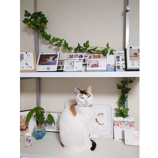 nyanta.koume.kannaさんの実例写真