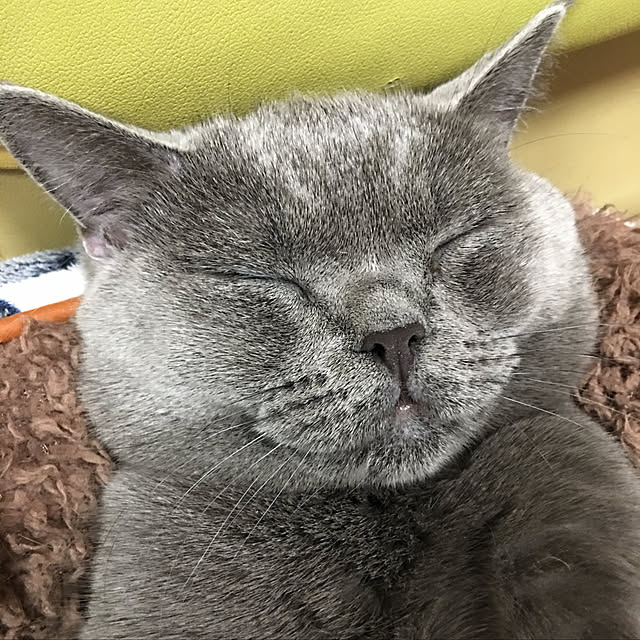 ベッド周り/お寝んね/いつもいいねありがとうございます♡/ねこばかりですいません/ねこと暮らす。...などのインテリア実例 - 2018-12-22 09:48:53