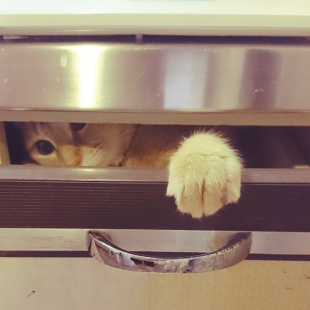 asuminさんの実例写真