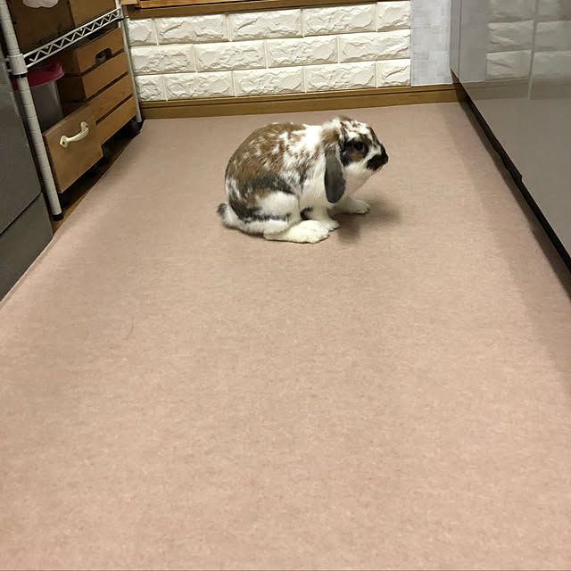 snowさんの実例写真