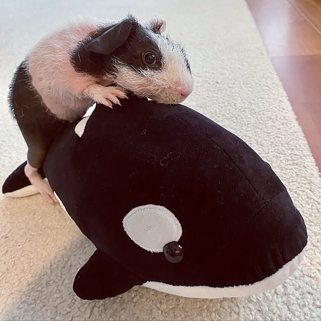 reikaさんの実例写真