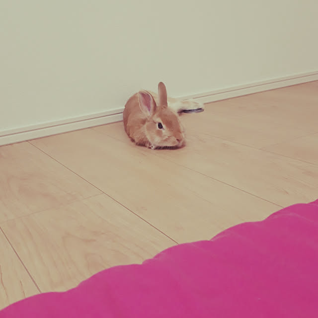 aiさんの実例写真
