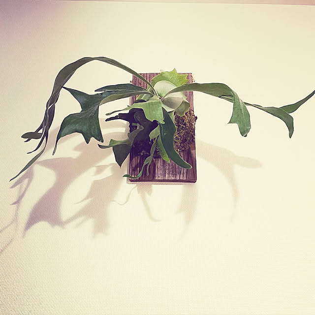 chamaさんの実例写真