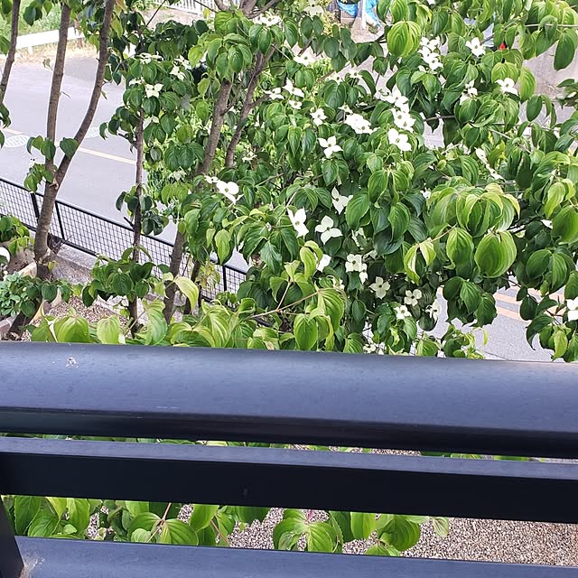 snow.miさんの実例写真