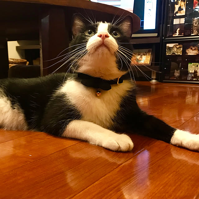 butachanさんの実例写真