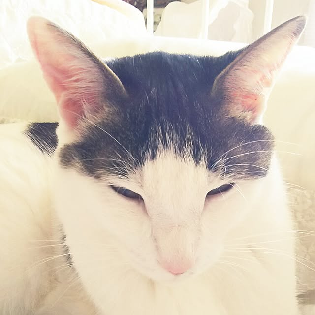 sakuraさんの実例写真