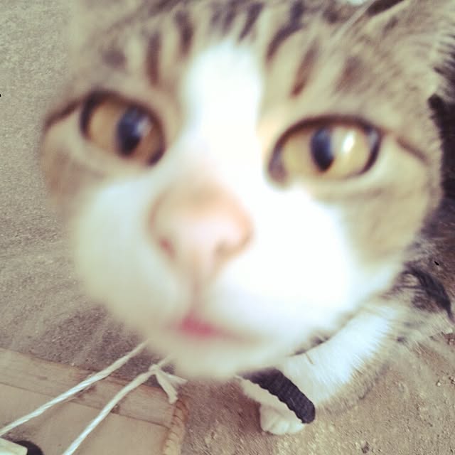 Mikaさんの実例写真