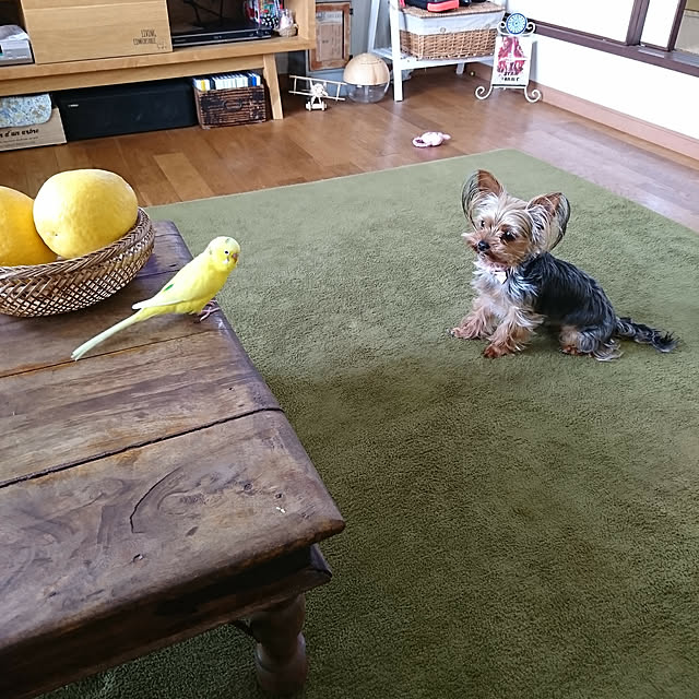 akiさんの実例写真