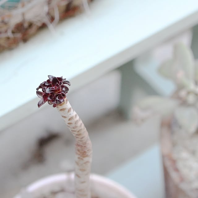 wisteriaさんの実例写真