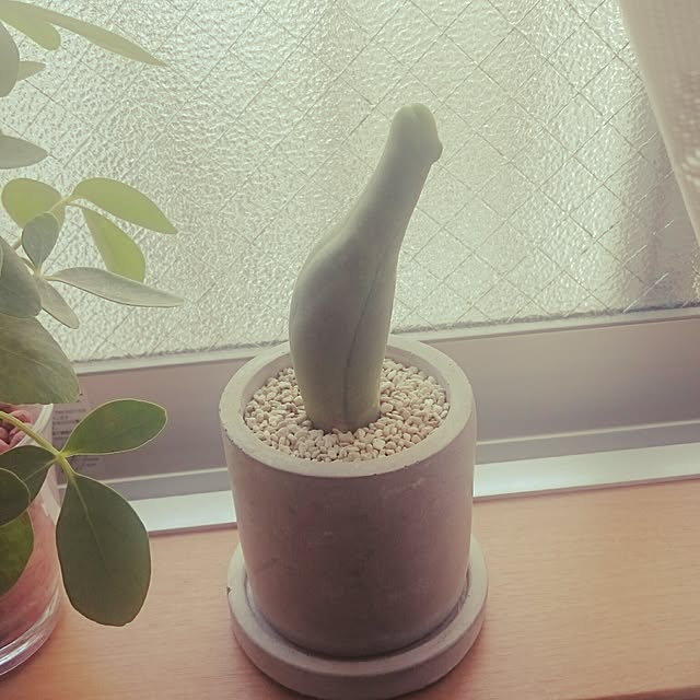 akinaさんの実例写真