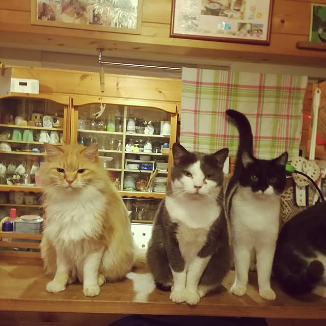 Maki-nekomamireさんの実例写真