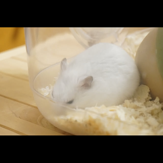 ziziさんの実例写真