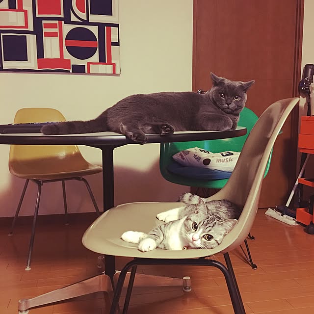 Shojiさんの実例写真