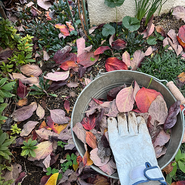 mamizaさんの実例写真