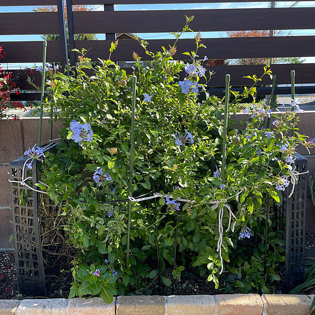 ronronさんの部屋