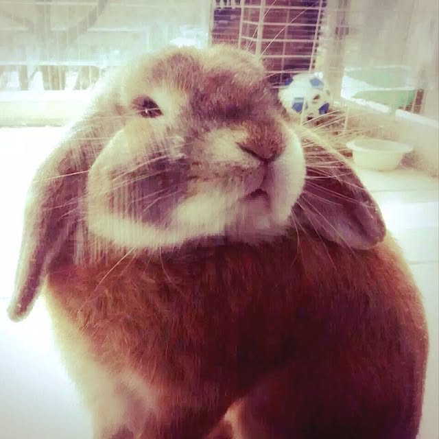 MARIさんの実例写真