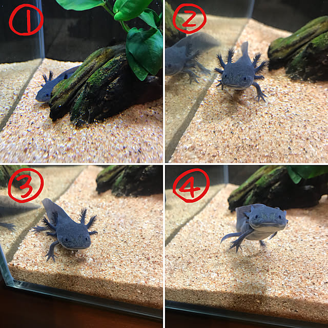 実例写真