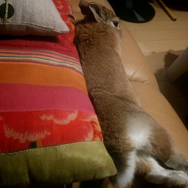 acaさんの実例写真