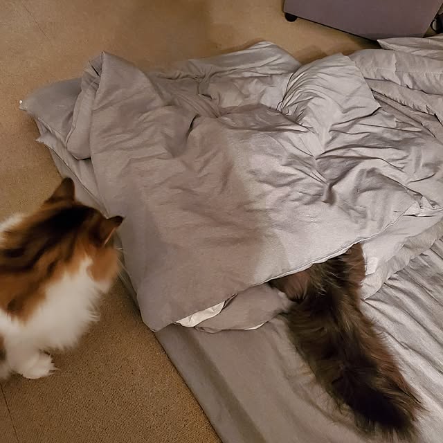 muku+maroさんの部屋