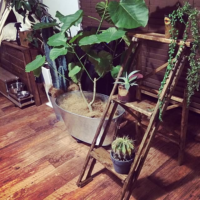 katsuwobushiさんの実例写真