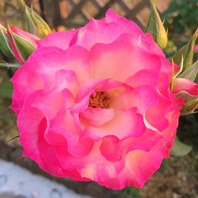 HappyRoseさんの実例写真