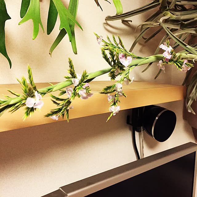 S-Tillandsiaさんの実例写真