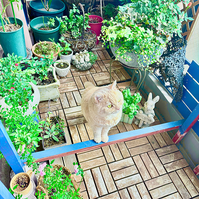 naokoさんの部屋