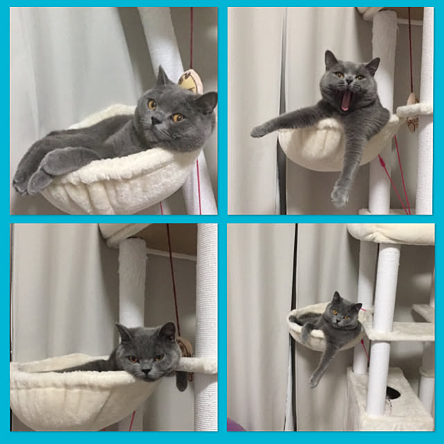 kittyさんの実例写真