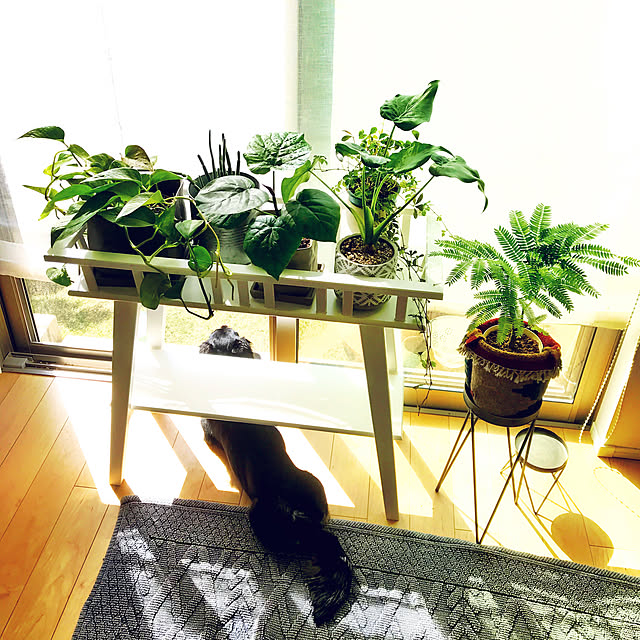 nyaaさんの実例写真