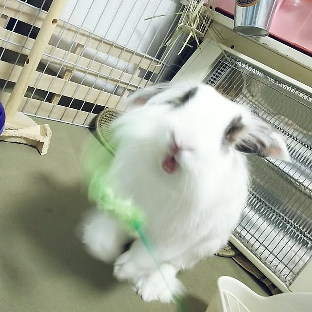 WASABIさんの実例写真