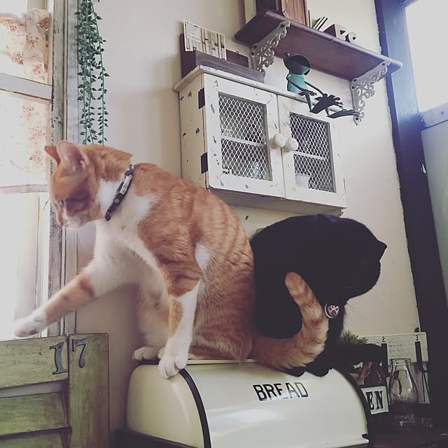 latteさんの実例写真