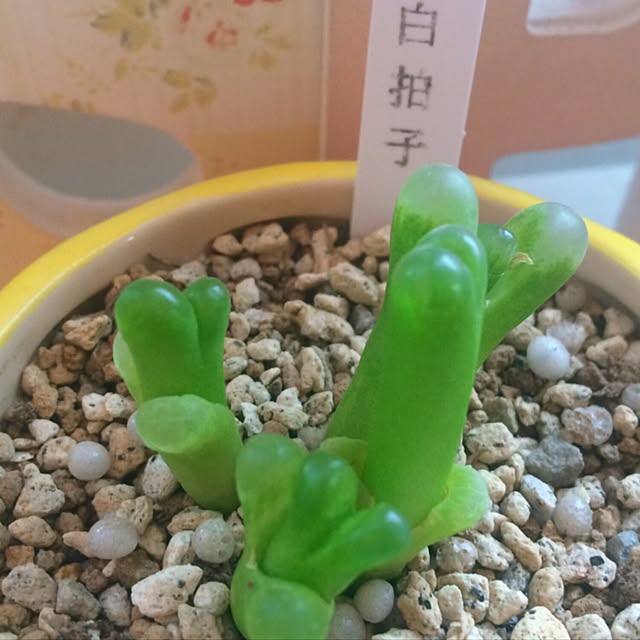 HappyRoseさんの実例写真