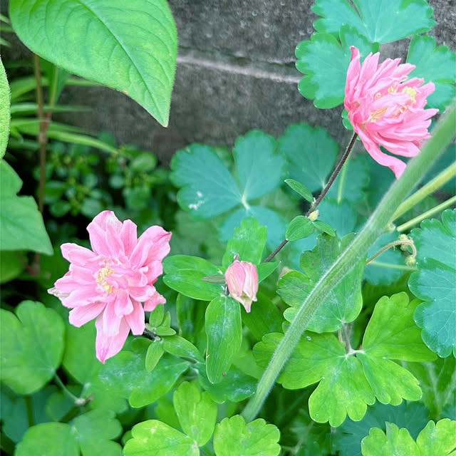 portulacaさんの部屋