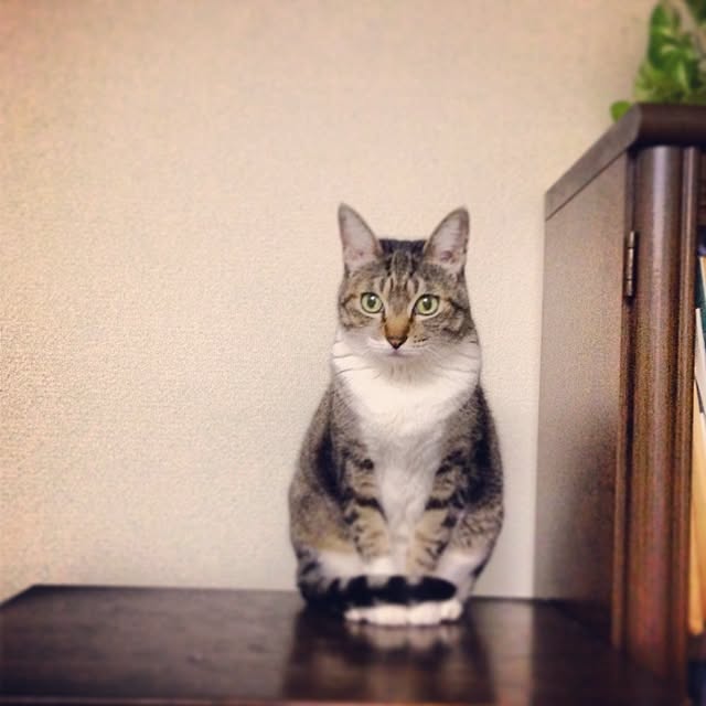 TARAさんの実例写真