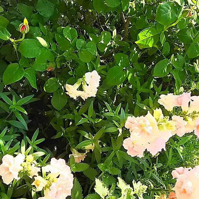 s.mamaさんの実例写真