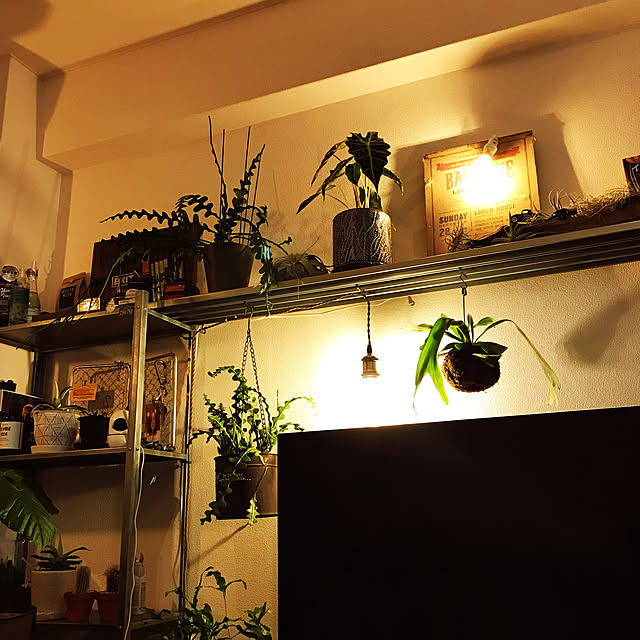 観葉植物/照明/リビングのインテリア実例 - 2022-09-13 12:55:31