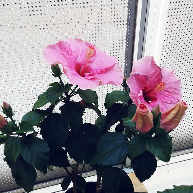 bluemojitoさんの実例写真