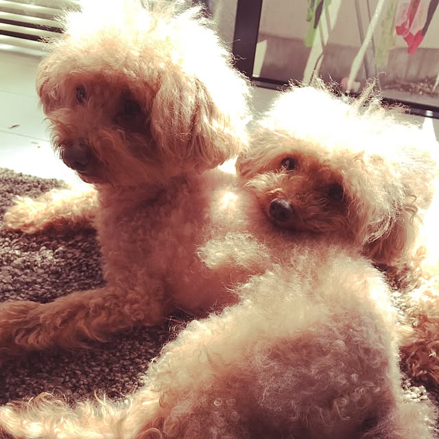chiiさんの実例写真