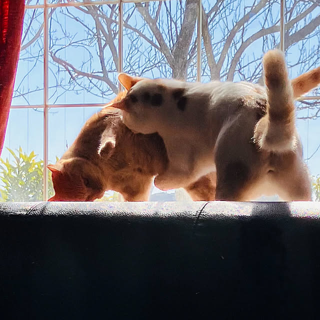 tomorinさんの部屋