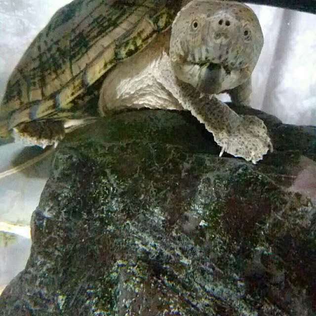 Kumiさんの実例写真