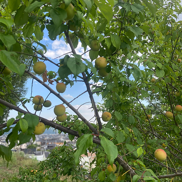 na-chanさんの部屋