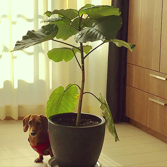 mamiさんの実例写真