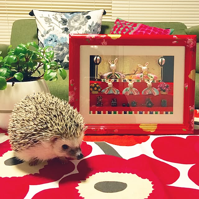 saokoさんの実例写真