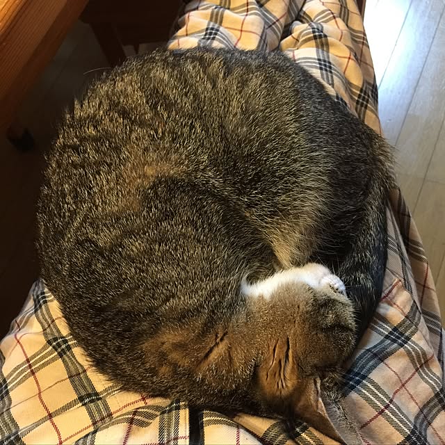 freedomさんの実例写真
